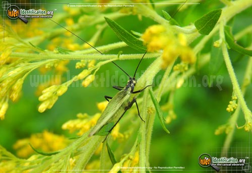 Thumbnail image of the Black-Horned-Tree-Cricket