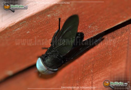 Thumbnail image #3 of the Black-Horse-Fly
