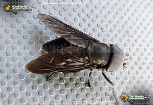 Thumbnail image #8 of the Black-Horse-Fly