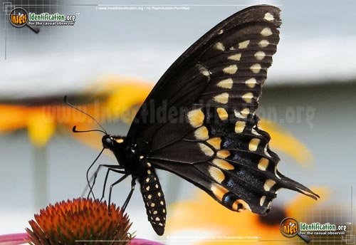 Thumbnail image #4 of the Black-Swallowtail
