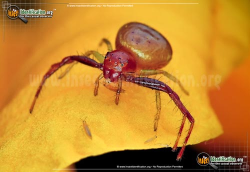 Thumbnail image #4 of the Black-Tail-Crab-Spider