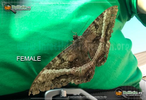 Thumbnail image #7 of the Black-Witch-Moth