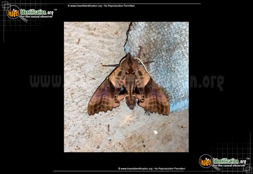 Thumbnail image #6 of the Blinded-Sphinx-Moth