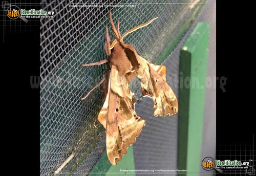 Thumbnail image #9 of the Blinded-Sphinx-Moth