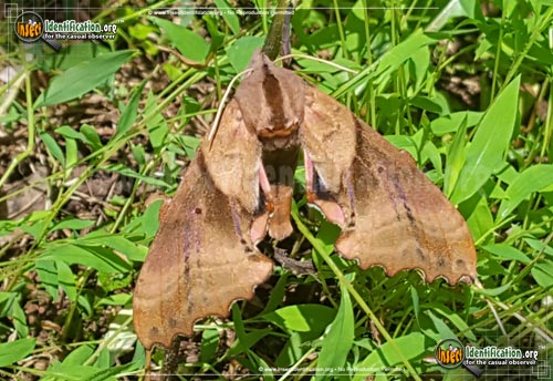 Thumbnail image #10 of the Blinded-Sphinx-Moth