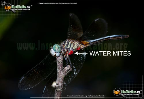 Thumbnail image #14 of the Blue-Dasher