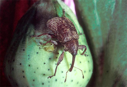Thumbnail image of the Boll-Weevil