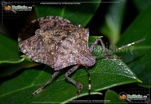 Thumbnail image #13 of the Brown-Marmorated-Stink-Bug