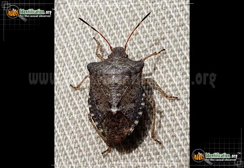 Thumbnail image #6 of the Brown-Marmorated-Stink-Bug