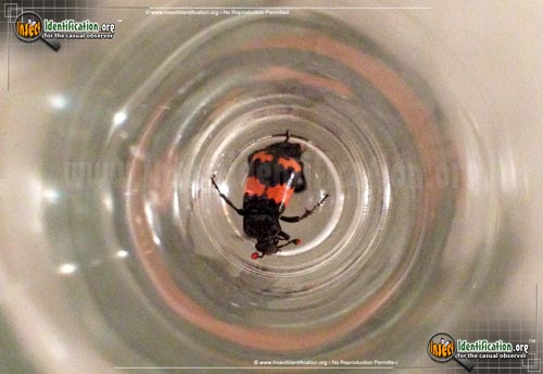Detailed color picture of an adult American Burying Beetle insect