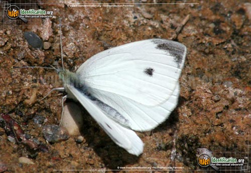 Thumbnail image #5 of the Cabbage-White-Butterfly
