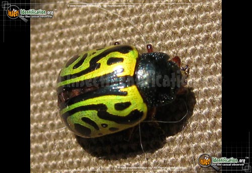 Thumbnail image #2 of the Calligrapha-Beetle