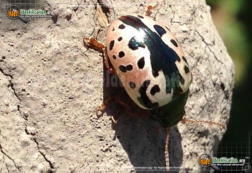 Thumbnail image of the Calligrapha-Beetle