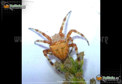 Thumbnail image #7 of the Cat-Faced-Spider