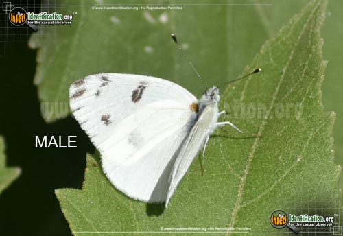 Thumbnail image #8 of the Checkered-White-Butterfly