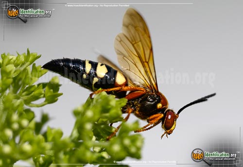 Thumbnail image #13 of the Cicada-Killer