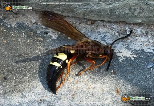 Thumbnail image #10 of the Cicada-Killer