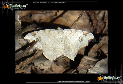 Thumbnail image #2 of the Common-Angle-Moth