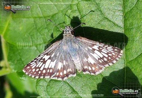 Thumbnail image #4 of the Common-Checkered-Skipper