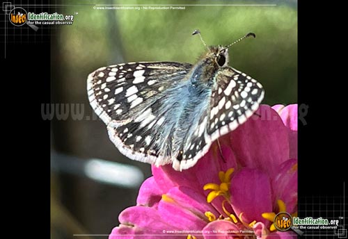 Thumbnail image #6 of the Common-Checkered-Skipper