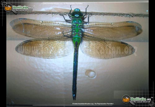 Thumbnail image #7 of the Common-Green-Darner