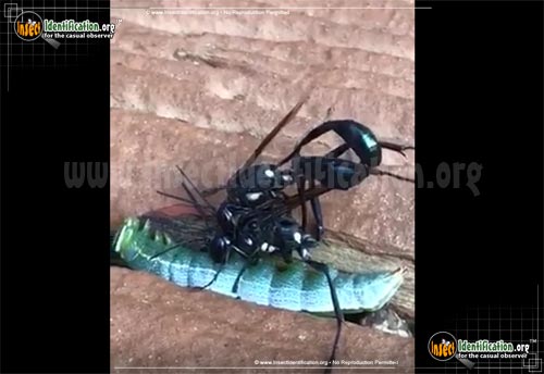 Thumbnail image #6 of the Common-Thread-Waisted-Wasp-Eremnophila-aureonotata