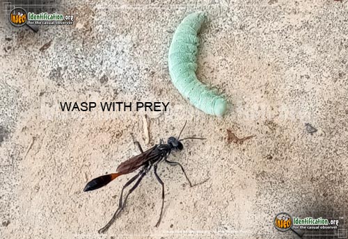 Thumbnail image #7 of the Common-Thread-Waisted-Wasp