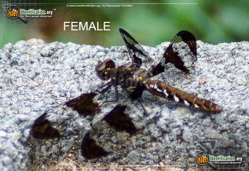Thumbnail image #6 of the Common-Whitetail-Skimmer