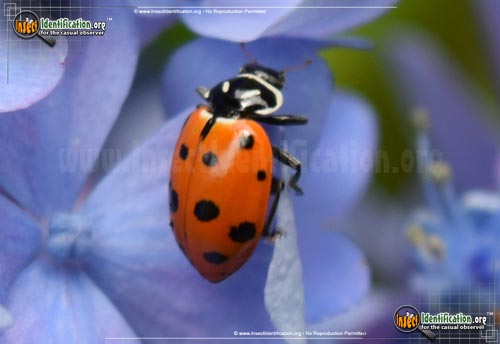 Detailed color picture of an adult Convergent Ladybug