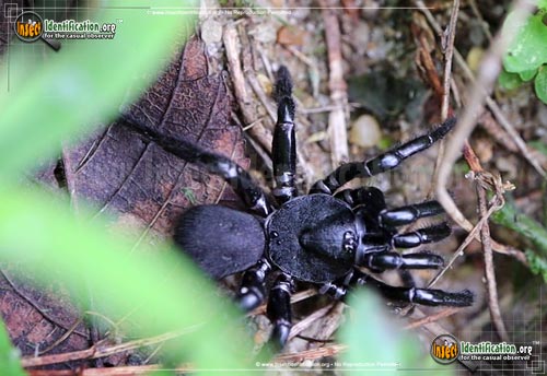 Thumbnail image #3 of the Cork-Lid-Trapdoor-Spider