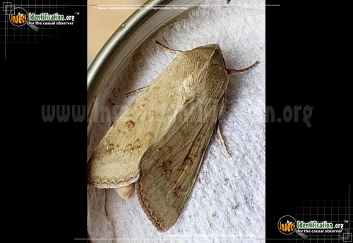 Thumbnail image #6 of the Corn-Earworm-Moth