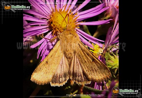 Thumbnail image #3 of the Corn-Earworm-Moth