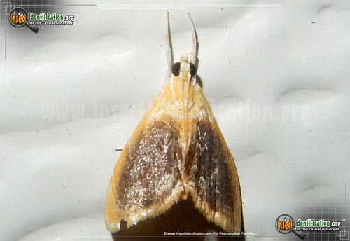 Thumbnail image of the Crambid-Snout-Moth-Glaphyria