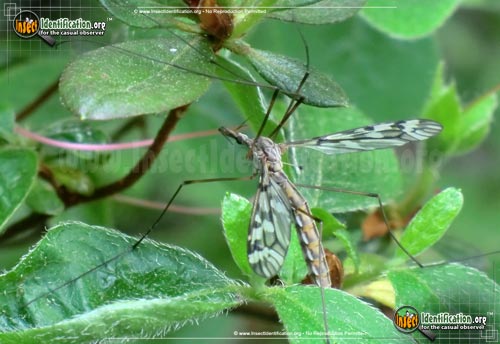 Thumbnail image #4 of the Cranefly
