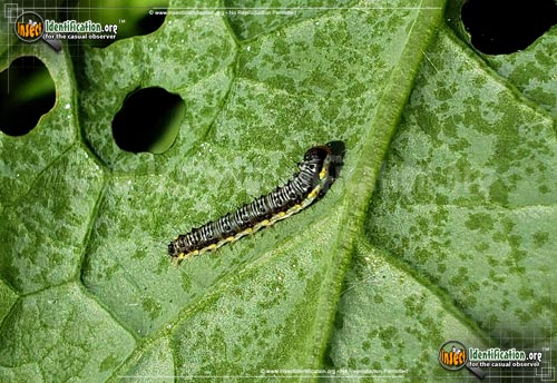 Thumbnail image #11 of the Cross-Striped-Cabbage-Worm-Moth