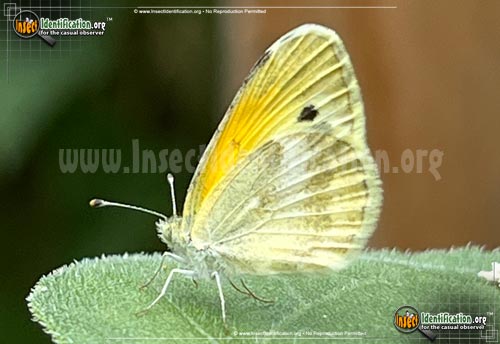 Thumbnail image #3 of the Dainty-Sulphur-Butterfly