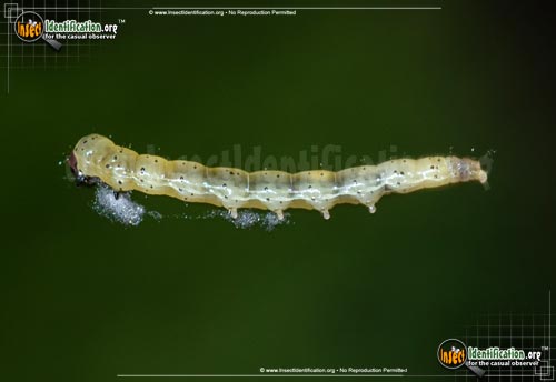 Thumbnail image of the Dark-headed-Aspen-Leafroller-Moth