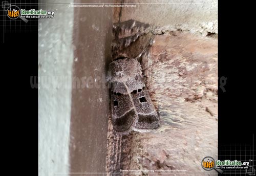 Thumbnail image of the Dart-Moth-Agnorisma-bolii