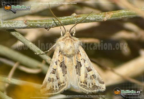 Thumbnail image #5 of the Dart-Moth-Euxoa-recula