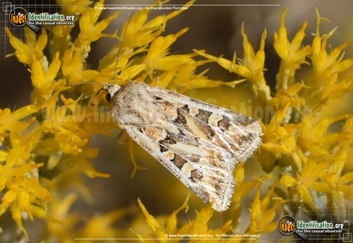 Thumbnail image #2 of the Dart-Moth-Euxoa-recula