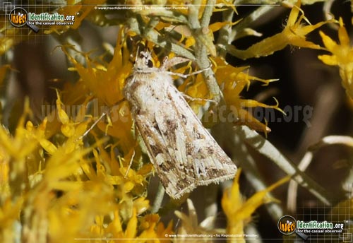 Thumbnail image #3 of the Dart-Moth-Euxoa-recula