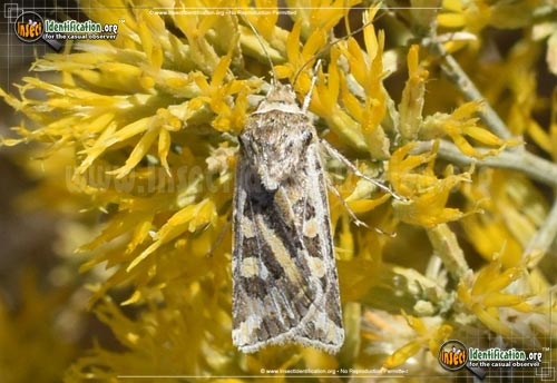 Thumbnail image of the Dart-Moth-Euxoa-recula