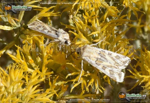 Thumbnail image #6 of the Dart-Moth-Euxoa-recula