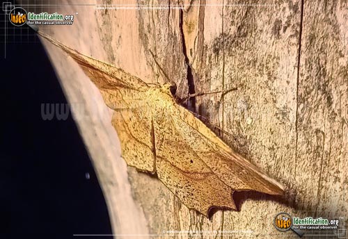 Thumbnail image #3 of the Deep-Yellow-Euchlaena-Moth