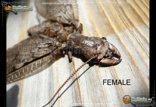 Thumbnail image #9 of the Dobsonfly