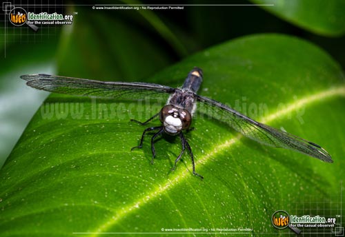 Thumbnail image of the Dot-Tailed-Whiteface-Dragonfly