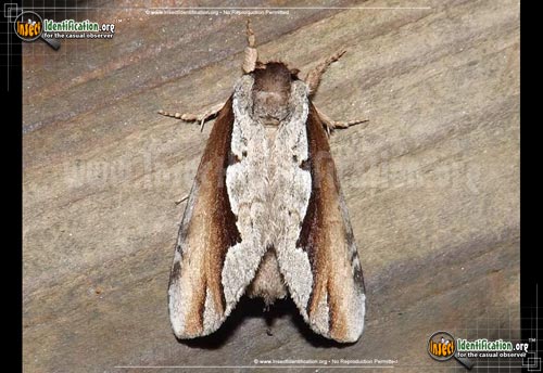 Thumbnail image of the Double-Toothed-Prominent-Moth