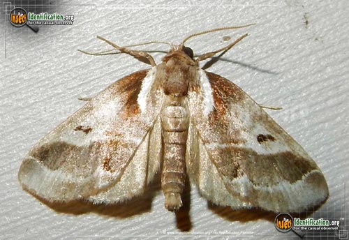 Thumbnail image #2 of the Doubledays-Baileya-Moth