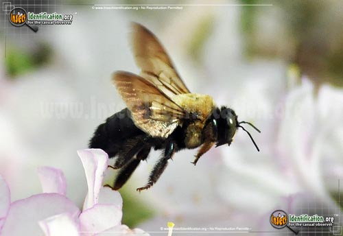 Thumbnail image #9 of the Eastern-Carpenter-Bee