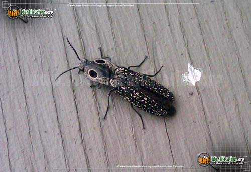 Thumbnail image #10 of the Eastern-Eyed-Click-Beetle